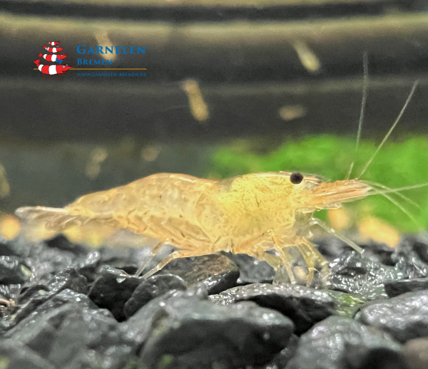 Goldene Tigergarnele / Tangarine / Orange Tiger